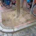 KoMex® Gelb Baumscheiben in Leer